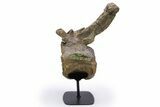 Sauropod (Camarasaurus) Caudal Vertebra - Wyoming #305154-1